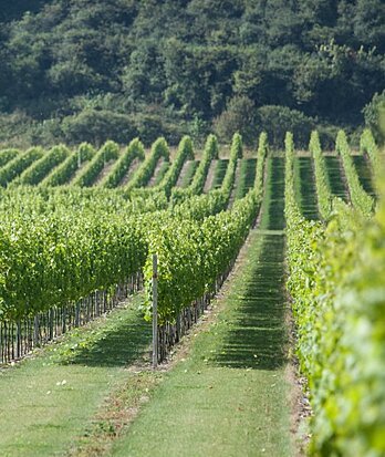vineyards 